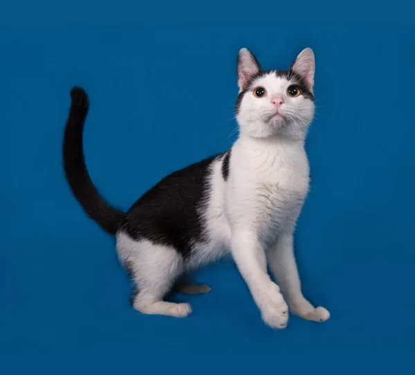 White and black cat standing on blue — Stock Photo, Image