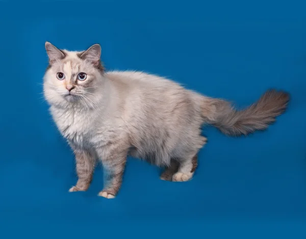 Point de joint de chat sibérien debout sur le bleu — Photo