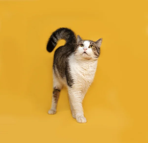 Branco e listrado gato fofo em pé no amarelo — Fotografia de Stock