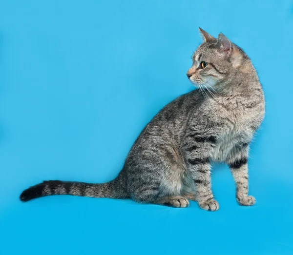 Grå randig katt sitter på blå — Stockfoto