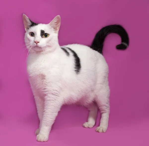 Gato blanco con manchas negras de pie sobre rosa —  Fotos de Stock