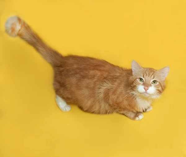 Rojo y blanco esponjoso gato acostado en amarillo —  Fotos de Stock