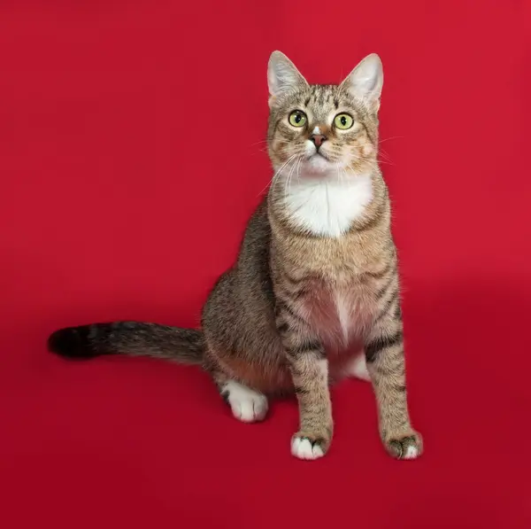 Gatto a strisce e bianco seduto sul rosso — Foto Stock