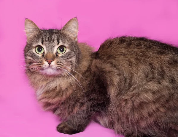 Fluffy tabby cat lies on pink — Stock Photo, Image