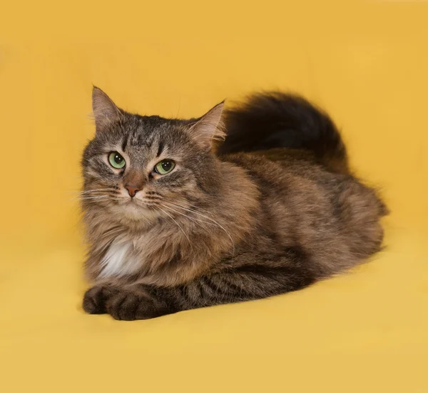 Flauschige gestromte Katze liegt auf gelb — Stockfoto
