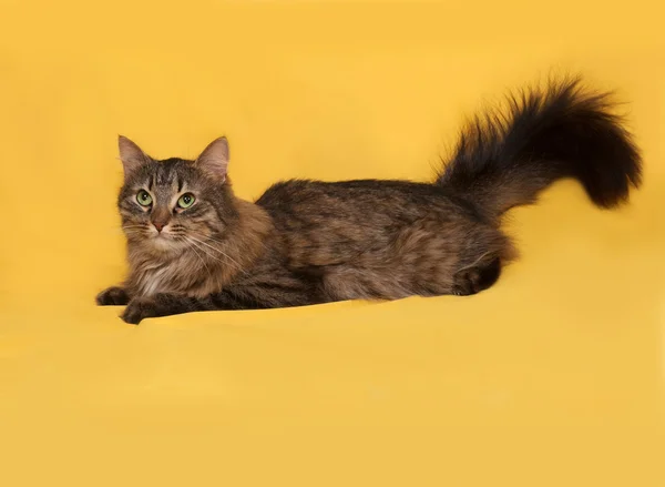 Fluffy tabby cat lies on yellow — Stock Photo, Image