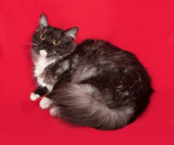 Серо-белый пушистый кот сидит на красном — стоковое фото