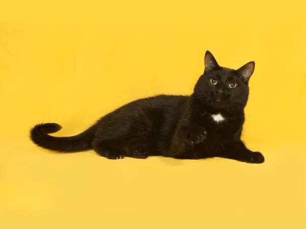 Black cat lying on yellow — Stock Photo, Image