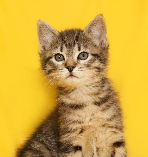 Tabby chaton assis sur jaune — Photo