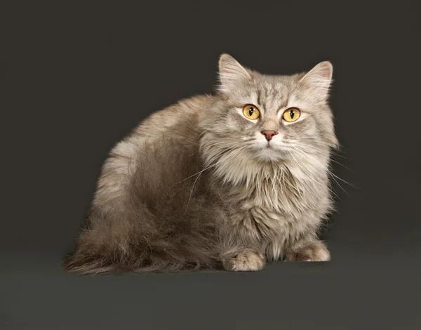 Gray fluffy cat sits on dark gray — Stock Photo, Image