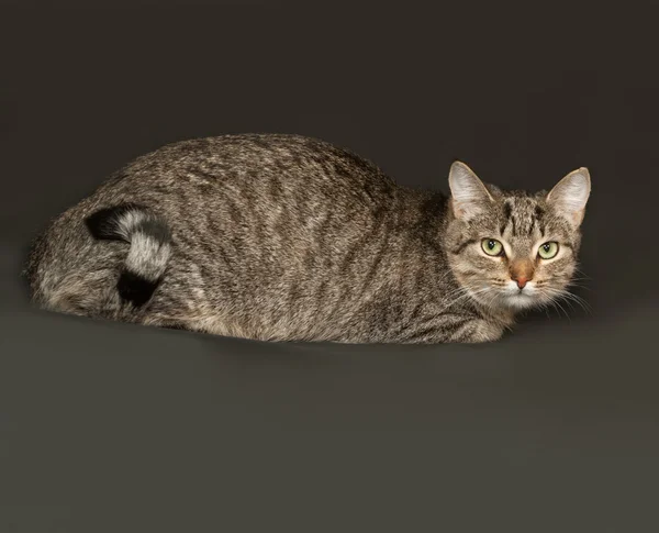 Gato gris rayado sentado sobre gris oscuro — Foto de Stock