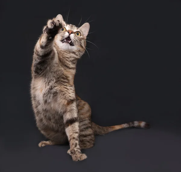 Tricolor gestreifte Katze spielt auf dunkelgrau — Stockfoto
