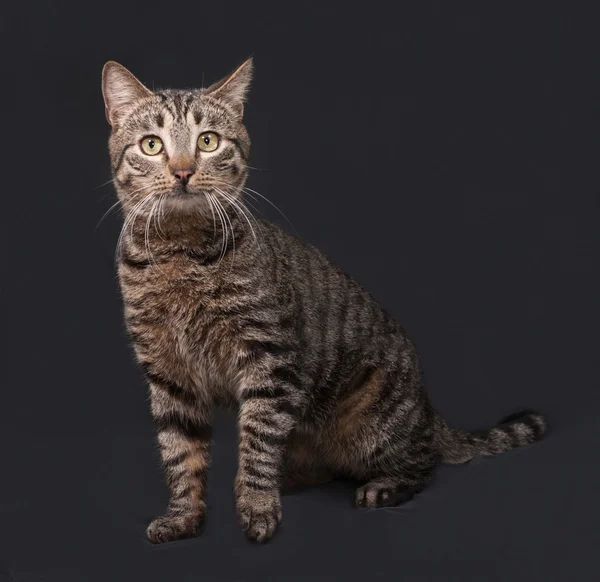 Prokládané kočka sedí na tmavě šedá — Stock fotografie