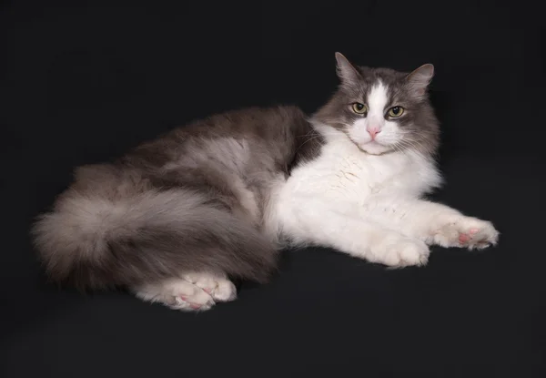 Grau-weiße flauschige Katze liegt auf dunkelgrau — Stockfoto