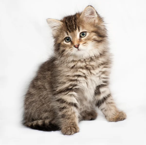 Fluffy siberiano rayas gatito sentado en gris —  Fotos de Stock