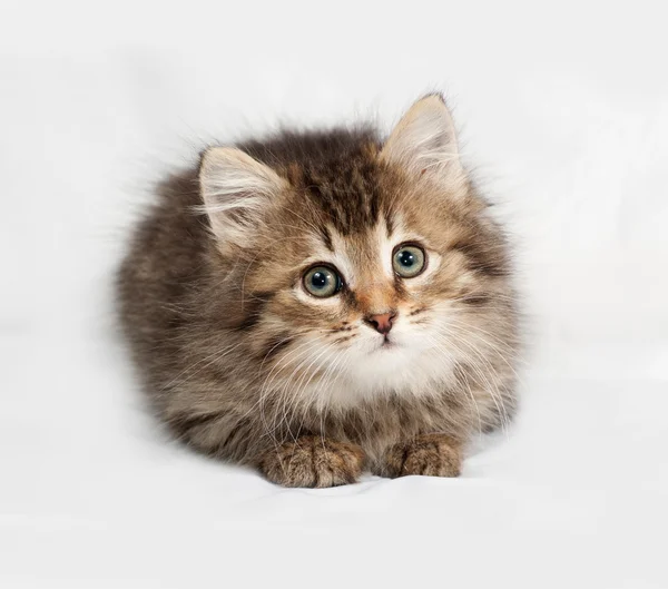 무성 한 시베리아 줄무늬 고양이 회색 거짓말 — 스톡 사진