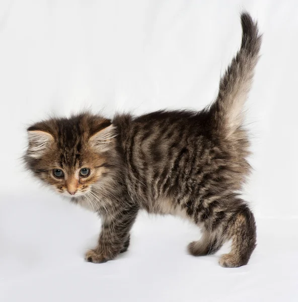 Fluffy Siberian striped kitten standing on gray — Stock Photo, Image