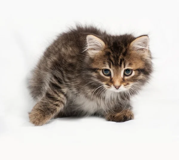 蓬松西伯利亚条纹的小猫坐在灰色 — 图库照片