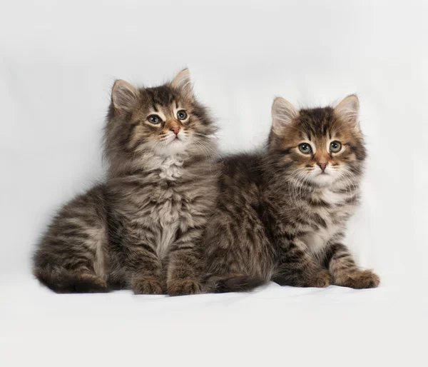 Два пушистых сибирских полосатых котенка сидят на сером — стоковое фото