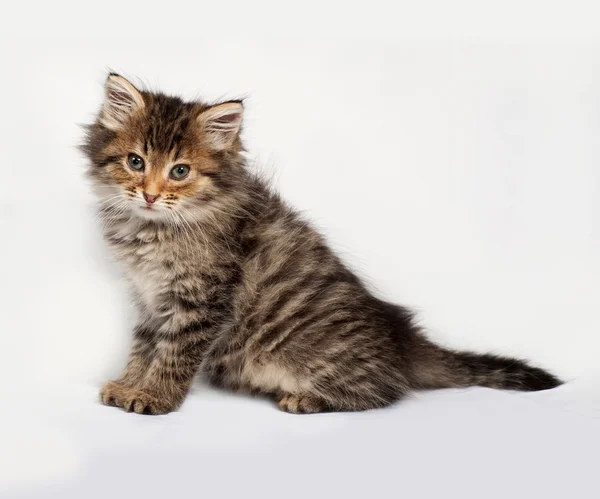 Fluffy Siberian striped kitten sitting on gray — Stock Photo, Image