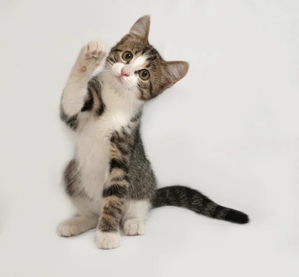 Striped and white kitten playing on gray — Stock Photo, Image