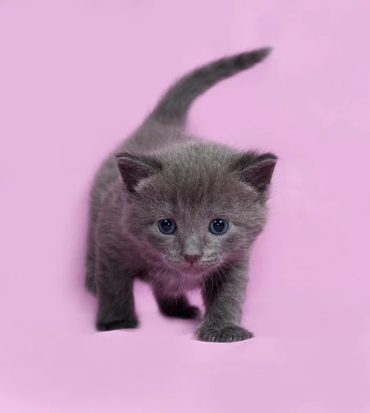 Gray kitten Russian Blue going on pink — Stock Photo, Image