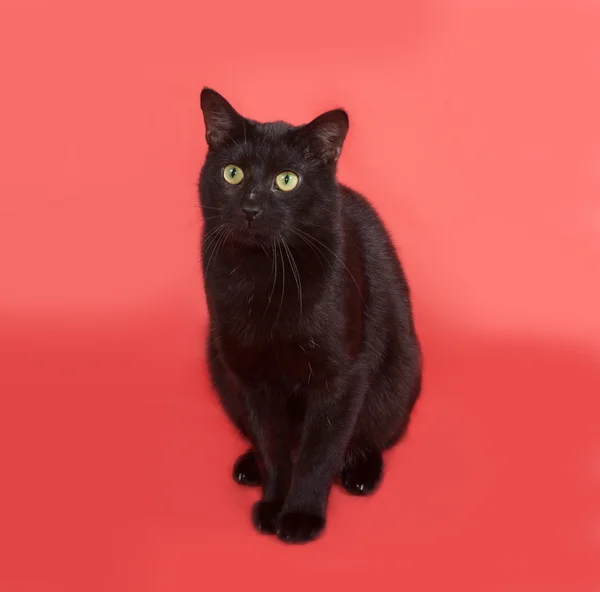 Gato negro sentado en naranja — Foto de Stock