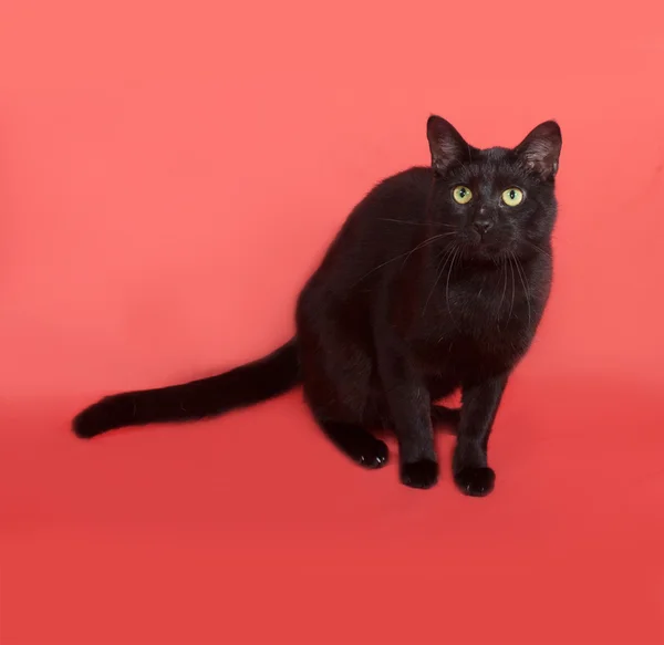 Black cat sitting on orange — Stock Photo, Image