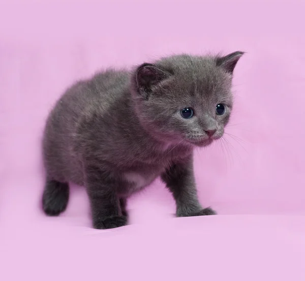 Gray kitten Russian Blue going on pink — Stock Photo, Image