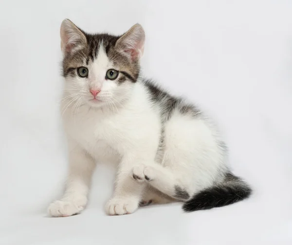 Gatito rayado y blanco sentado en gris —  Fotos de Stock