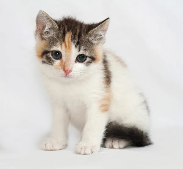 Tricolor fluffy kitten sitting on gray — Stock Photo, Image