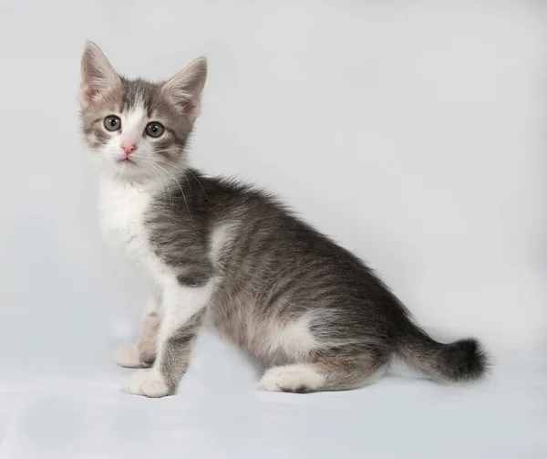 Piccolo gattino bianco e tabby seduto sul grigio — Foto Stock