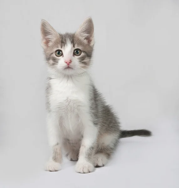 Küçük beyaz ve gri üzerine oturan tabby yavru kedi — Stok fotoğraf