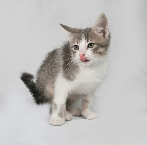 Pequeño gatito blanco y tabby sentado en gris —  Fotos de Stock