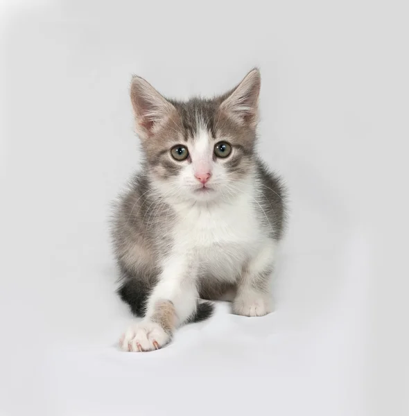 Pequeno gatinho branco e tabby sentado em cinza — Fotografia de Stock