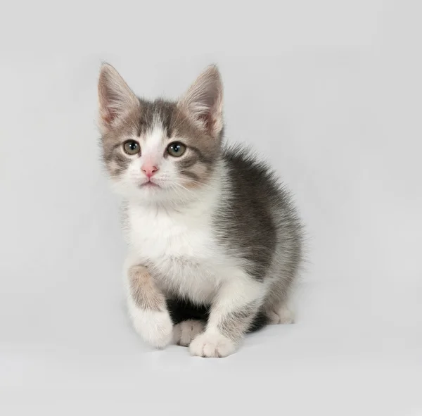 Små vita och tabby kattunge sitter på grå — Stockfoto
