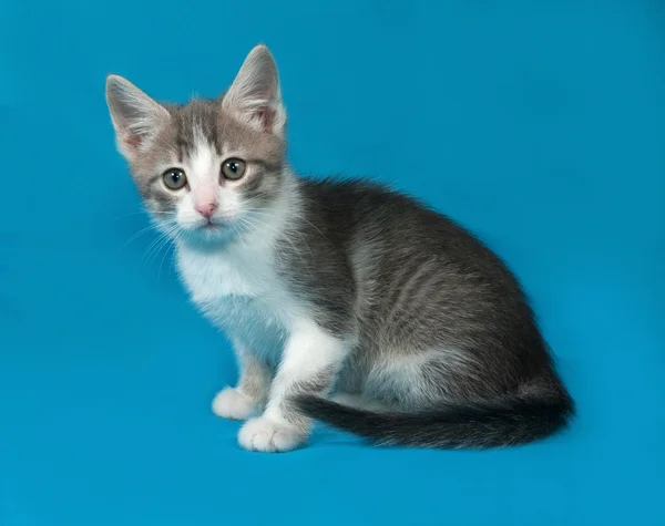 Grigio tabby e bianco morbido gattino seduto su blu — Foto Stock