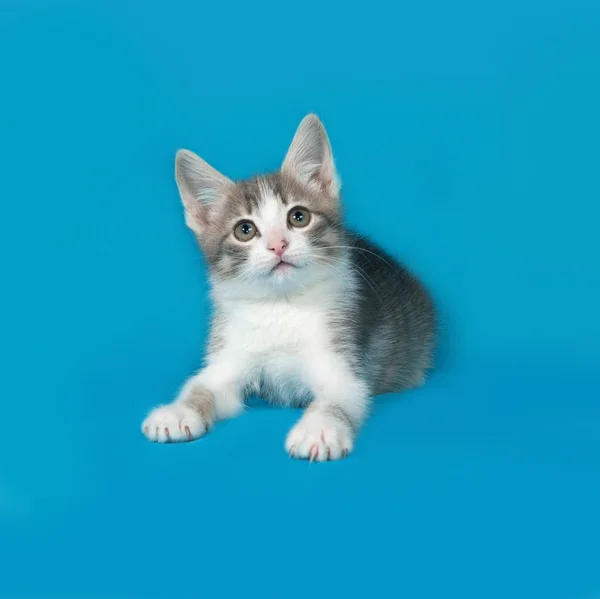 Šedá kočka a bílými nadýchanými kotě leží na modré — Stock fotografie