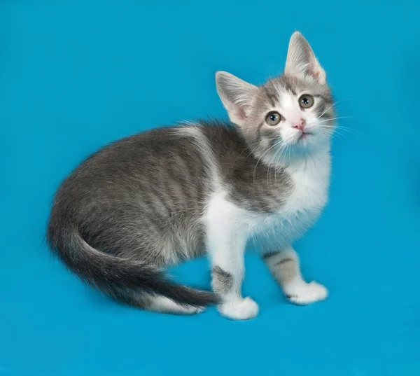 Gris tabby y blanco gatito esponjoso de pie en azul —  Fotos de Stock