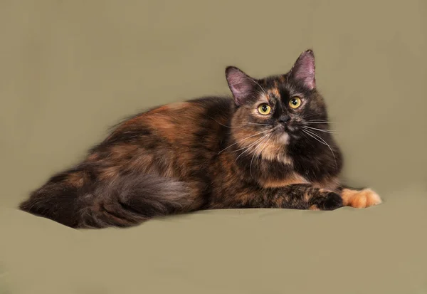 Tortoiseshell gato encontra-se no verde — Fotografia de Stock