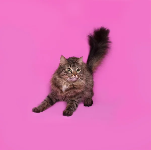 Fluffy tabby cat standing on pink — Stock Photo, Image