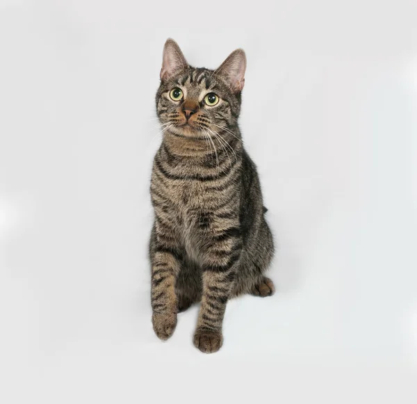 Striped cat sitting on gray — Stock Photo, Image