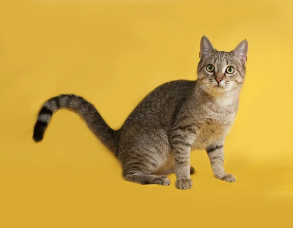 Cinza gato tabby sentado no amarelo — Fotografia de Stock