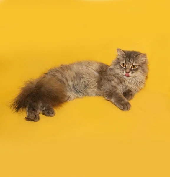 Gray fluffy cat lies on yellow — Stock Photo, Image