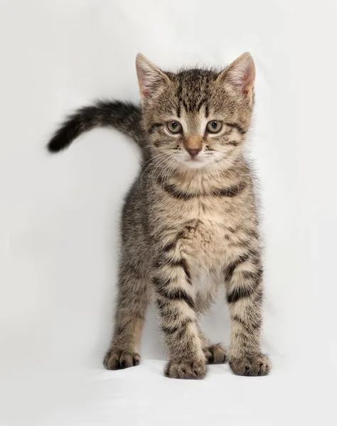 Striped kitten goes on gray — Stock Photo, Image