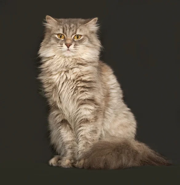 Šedý měkký kočka sedí na tmavě šedá — Stock fotografie