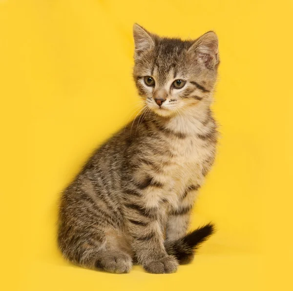 Sarı üzerinde oturan tabby yavru kedi — Stok fotoğraf