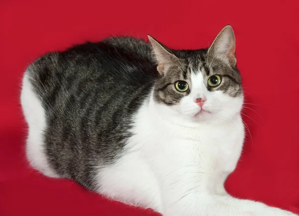 Tabby y gato blanco se encuentra en rojo — Foto de Stock