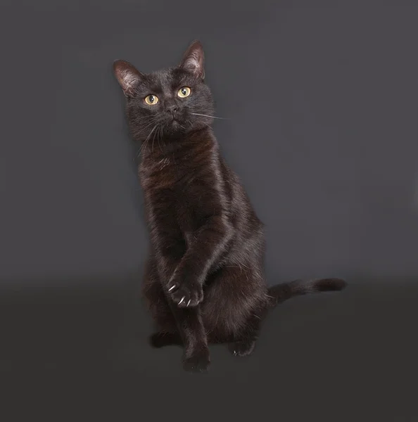 Black cat sitting on dark gray — Stock Photo, Image