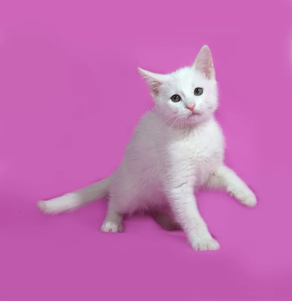 Fluffy white kitten playong on pink — Stock Photo, Image